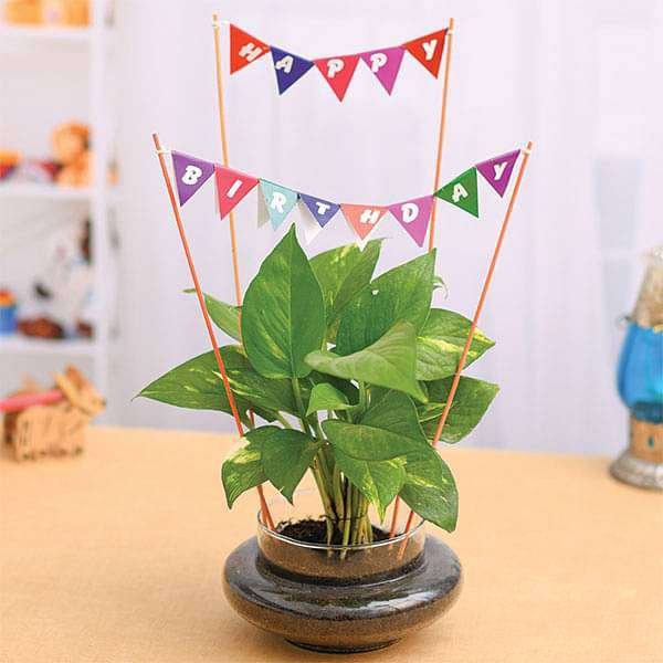 Wish Happy Birthday with Money Plant in a Round Glass Vase