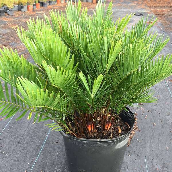 Zamia pumila - Plant