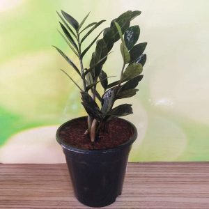 Zamioculcas zamiifolia, ZZ Black - Plant