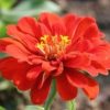 Zinnia Big Red Plant