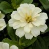Zinnia Big White Plant