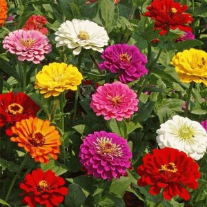 Zinnia F1 Tall Mixed Color - Flower Seeds