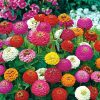 Zinnia Liliput Mixed Color - Flower Seeds