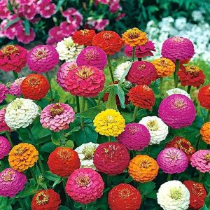 Zinnia Liliput Mixed Color - Flower Seeds