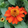 Zinnia Orange Plant