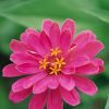 Zinnia Pink Plant