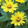 Zinnia Yellow Plant